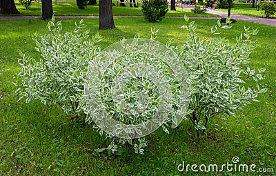 Ornamental shrub of the White Derena Elegantissima or Cornus alba. Soft and selective focus. Delicate natural colors Stock Photo