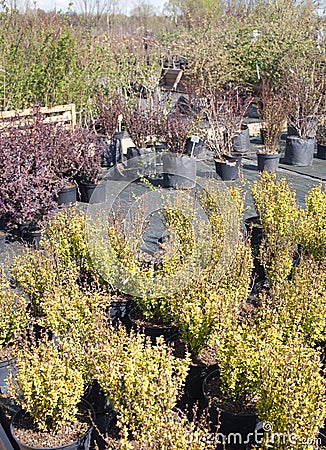 Ornamental shrubs grows in nursery plants Stock Photo