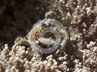 Ornamental spider crab Stock Photo