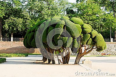 Ornamental tree Stock Photo