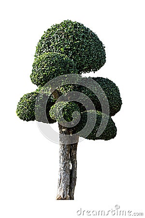 Ornamental trees isolated Stock Photo