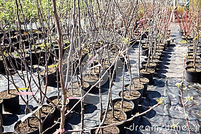 Ornamental trees in the nursery plants Stock Photo