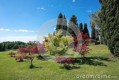 Ornamental trees and shrubs in a park or botanical garden Stock Photo