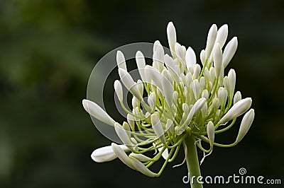 Ornamental white allium flower spike Stock Photo