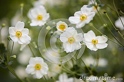 Ornamental white flowers Stock Photo