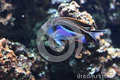 Ornate angelfish Stock Photo