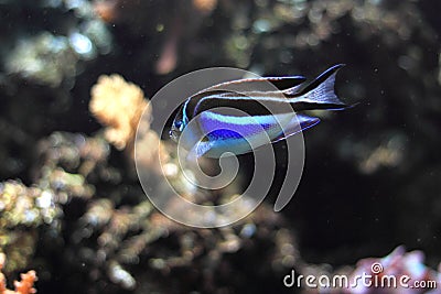 Ornate angelfish Stock Photo