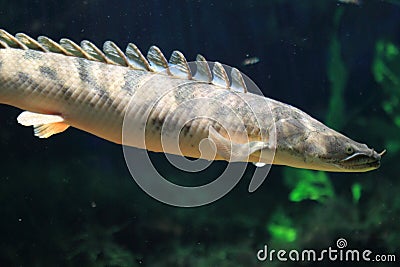 Ornate bichir Stock Photo