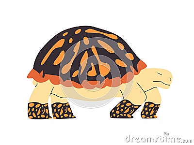 ornate box turtle black color and orange spot dot wild nature animal creature slow walk with shell Vector Illustration