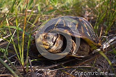 Ornate Box Turtle Stock Photo