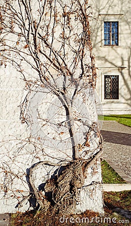 Ornate branching tree Stock Photo