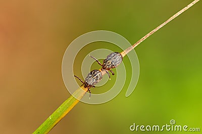 Ornate cow ticks waiting for host on weed leaf - Dermacentor reticulatus Stock Photo