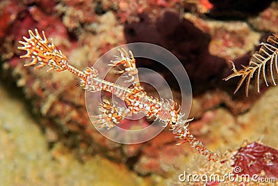 Ornate Ghost Pipefish Stock Photo