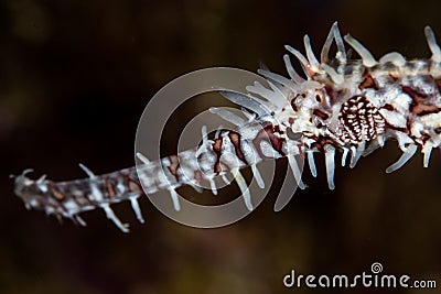 Ornate Ghost Pipefish Detail Stock Photo