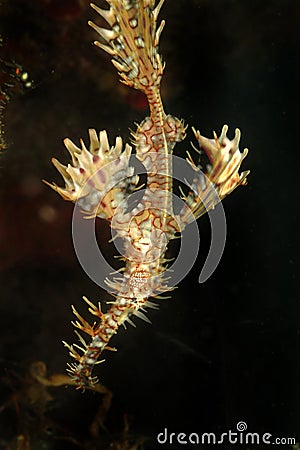 Ornate Ghostpipefish, Kapalai Island, Sabah Stock Photo