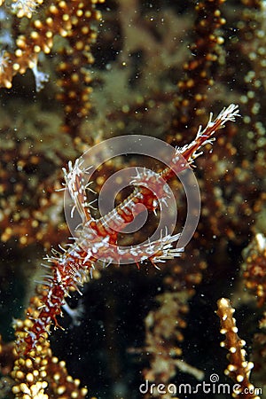 Ornate Ghostpipefish, Kapalai Island, Sabah Stock Photo