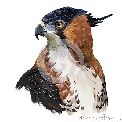 Ornate hawk-eagle watercolor painting Stock Photo