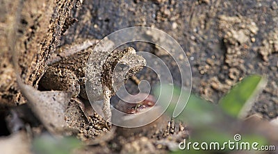 Ornate Narrow-mouthed Frog, Beautiful Frog, Frog on the ground Stock Photo