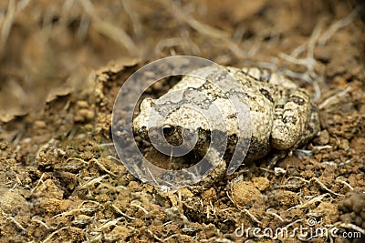 Ornate narrow mouthed frog, Microhyla ornata, Satara, Maharashtra Stock Photo