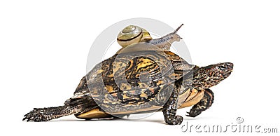 Ornate or painted wood turtle, Rhinoclemmys pulcherrima Stock Photo