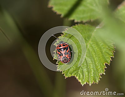 Ornate Shield Bug Stock Photo