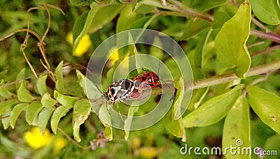 Ornate shield bugs Stock Photo