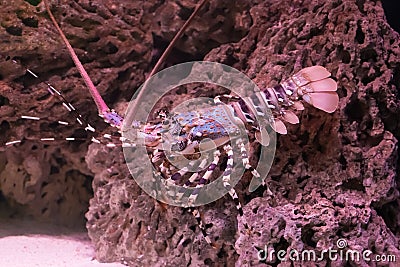 Ornate spiny rock lobster walking over a stone under water, a big crayfish from the tropical ocean Stock Photo