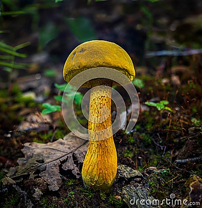 The Ornate-Stalked Bolete aka Goldstalk Mushroom. Stock Photo