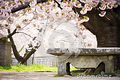 ornate stone bench situated under a blossoming tree Stock Photo