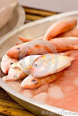 Ornate Threadfin Bream Fish. Stock Photo