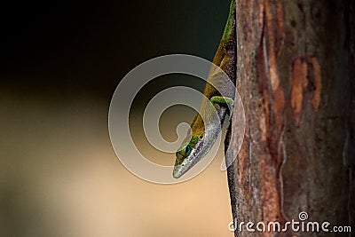 Ornate tree lizard Stock Photo