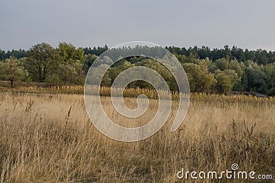 Ð¡ornfield in the early autumn. Dry plants around. Green trees far away. Morning Stock Photo