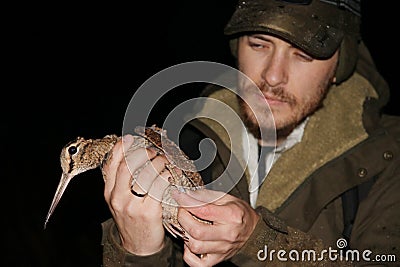 Ornithologist holding the eurasian Woodcock in hands Stock Photo