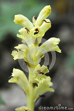 Orobanche parasitic plant grows in nature Stock Photo