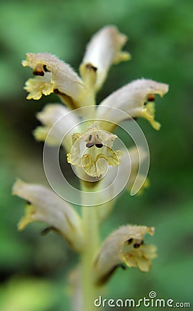 Orobanche parasitic plant grows in nature Stock Photo