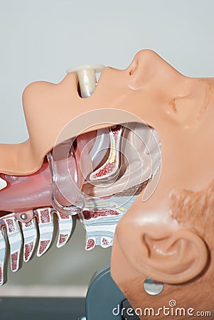 Oropharyngeal tube in Airway Stock Photo