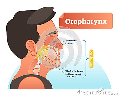 Oropharynx vector illustration. Anatomical labeled scheme with human soft palete, tonsils, back of tongue and side of throat. Vector Illustration