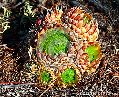 Orostachys spinosa Stock Photo