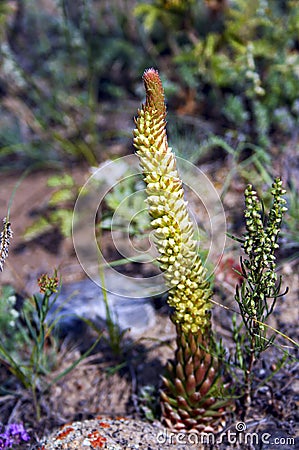 Orostachys spinosa. Wild plant of the nature of Siberia. Stock Photo