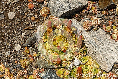 Orostachys spinosa, Lake Baikal Stock Photo