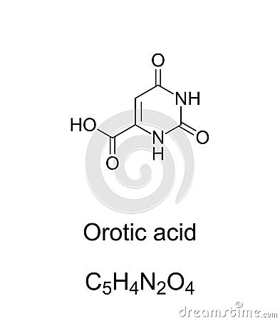 Orotic acid, mistakenly called vitamin B13, chemical formula and structure Vector Illustration