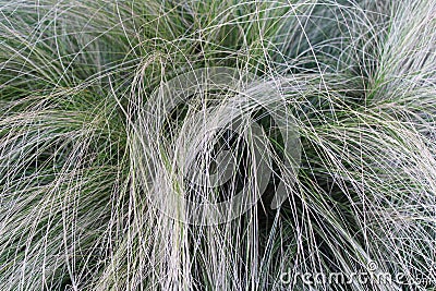 Orphan girl`s hair, ornamental plant. Perennial grass Stock Photo