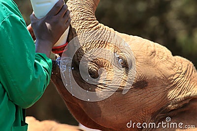 Orphan young elephant receiving his Breakfast Stock Photo