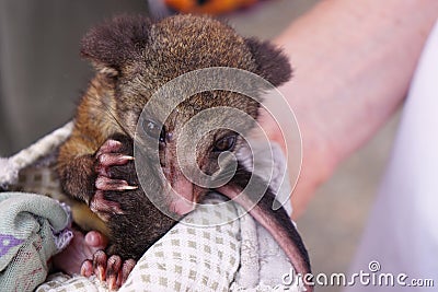 Orphaned baby possum Stock Photo