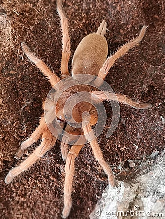 Orange tarantula. philippinus. Philippine tangerine is a species of tarantula.. Very poisonous spider Stock Photo