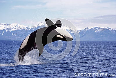 ORQUE EPAULARD orcinus orca Stock Photo