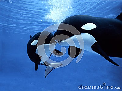 ORQUE EPAULARD orcinus orca Stock Photo