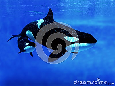 ORQUE EPAULARD orcinus orca Stock Photo