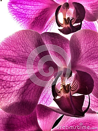 Orquidea flower Stock Photo