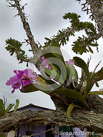 Orquidea orchid flower Stock Photo